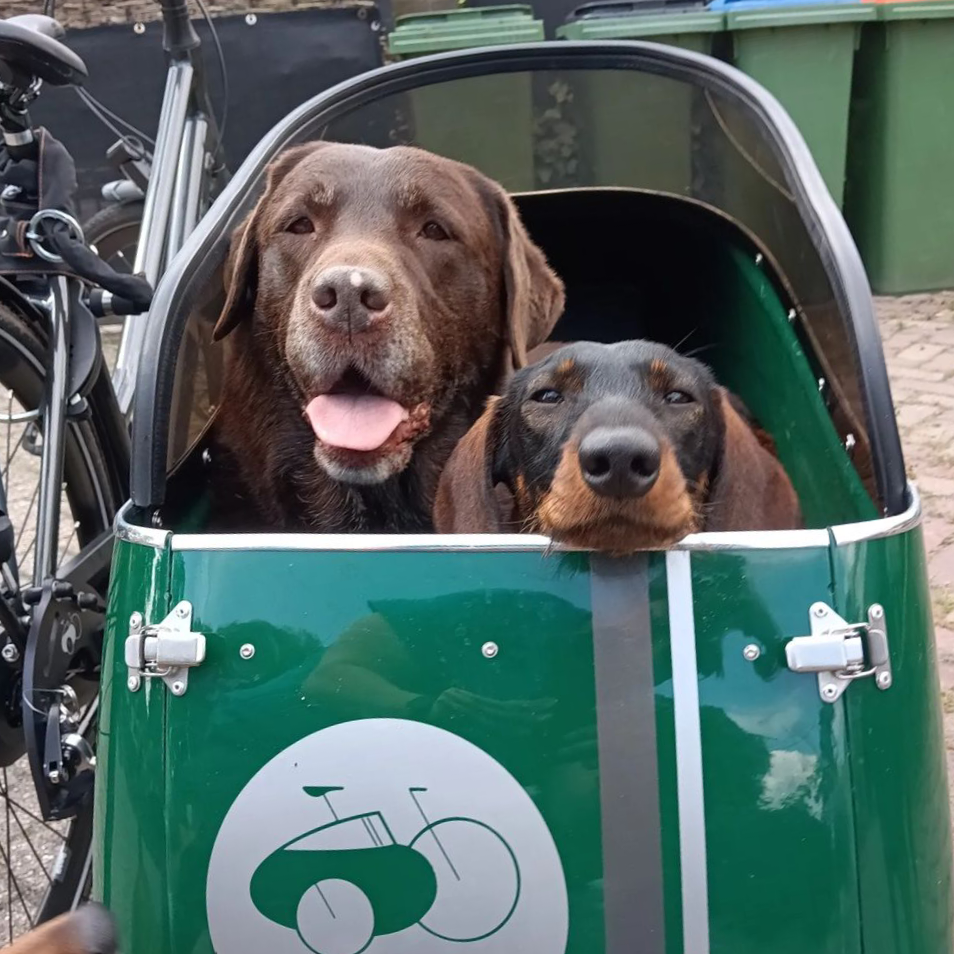 Een groene Doggy Door met een deurtje en 2 honden in het fietszijspan.
