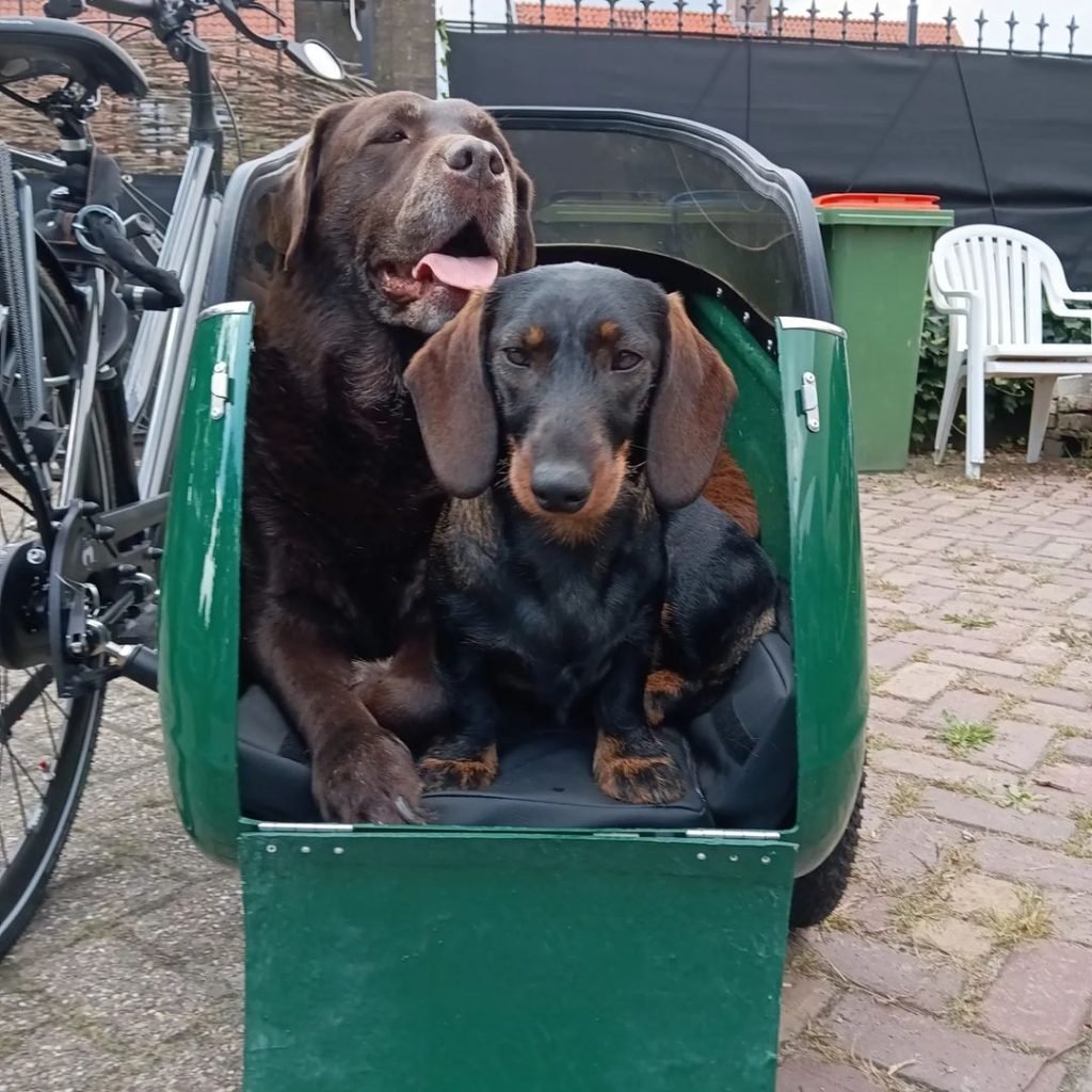 Een groene Doggy Door met 2 honden in het fietszijspan.